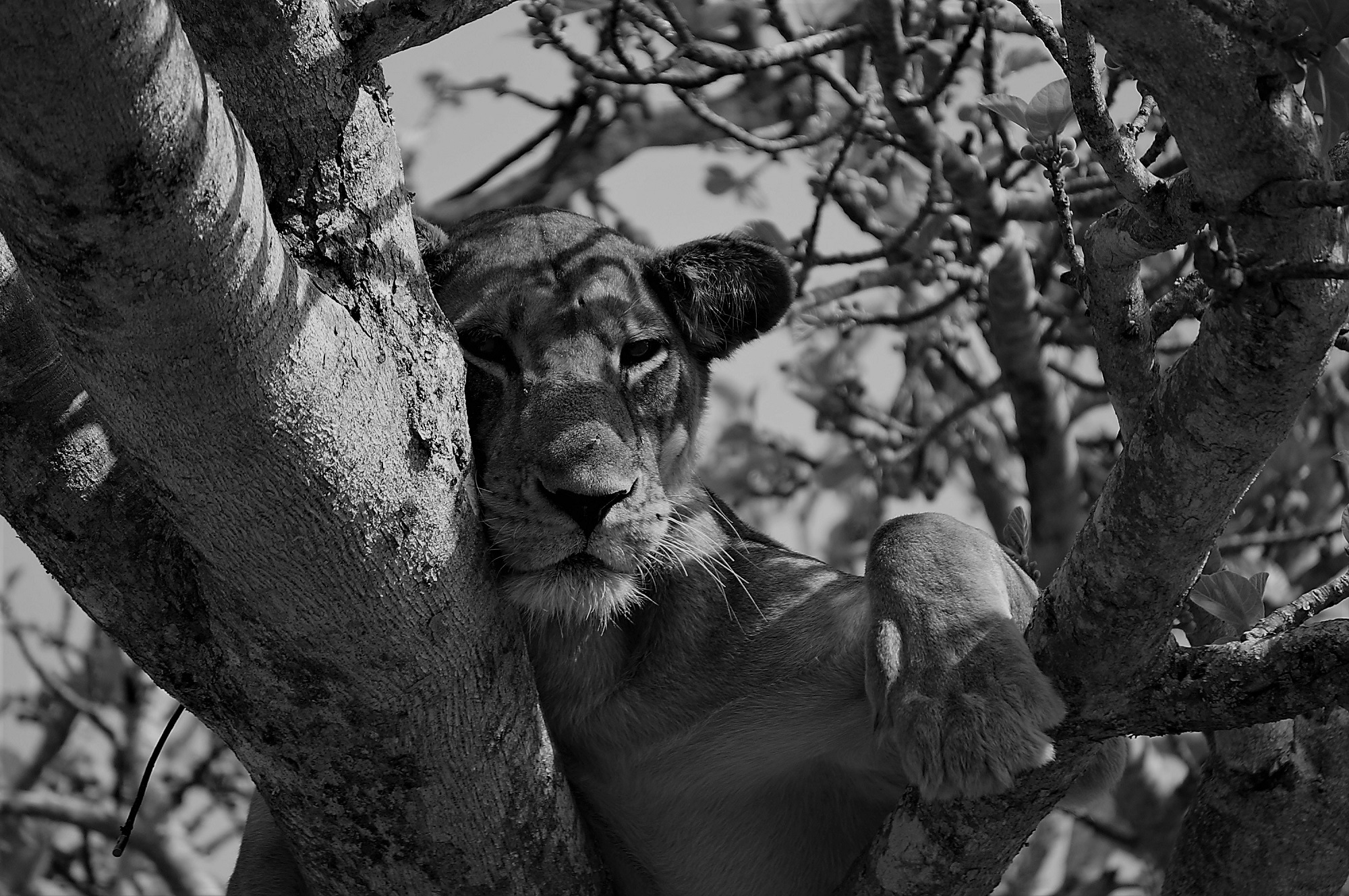 Africa | © Maarten van den Heuvel